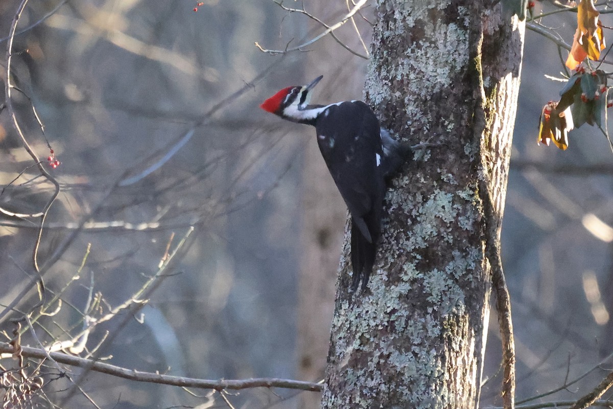 Pileated Woodpecker - ML399164191