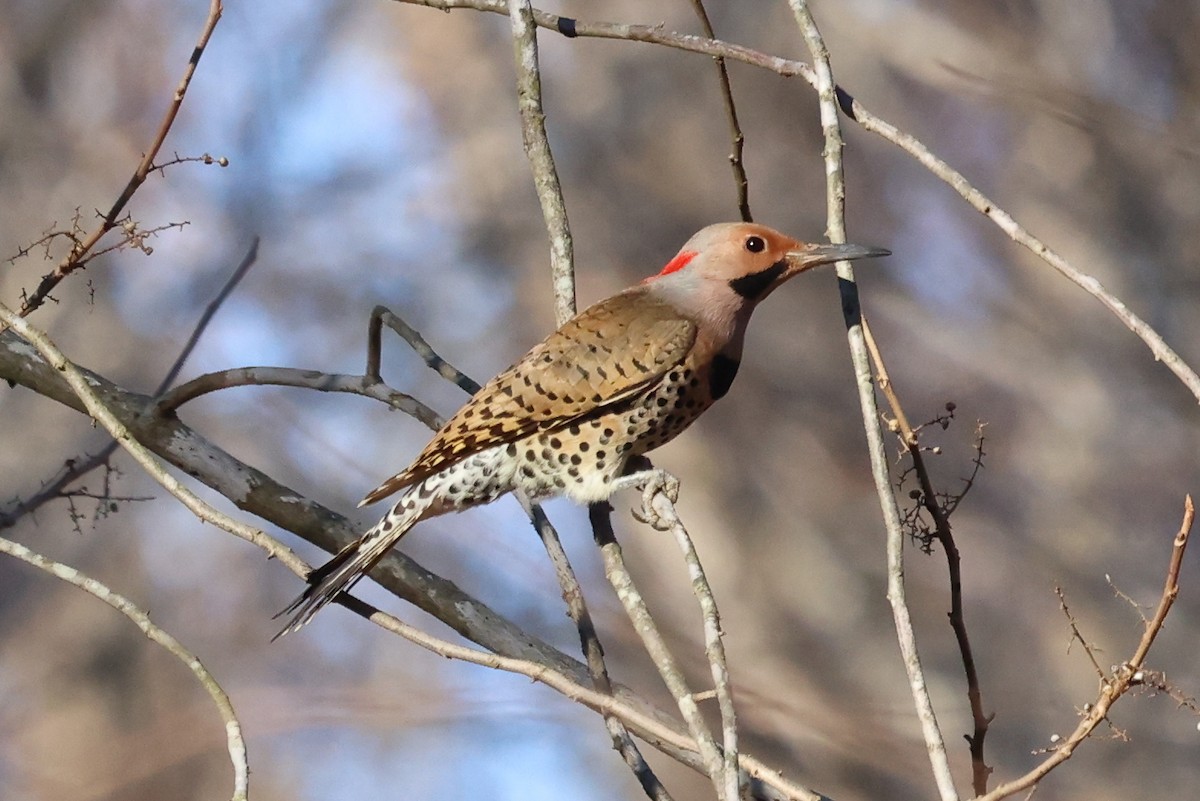 Northern Flicker - ML399164291