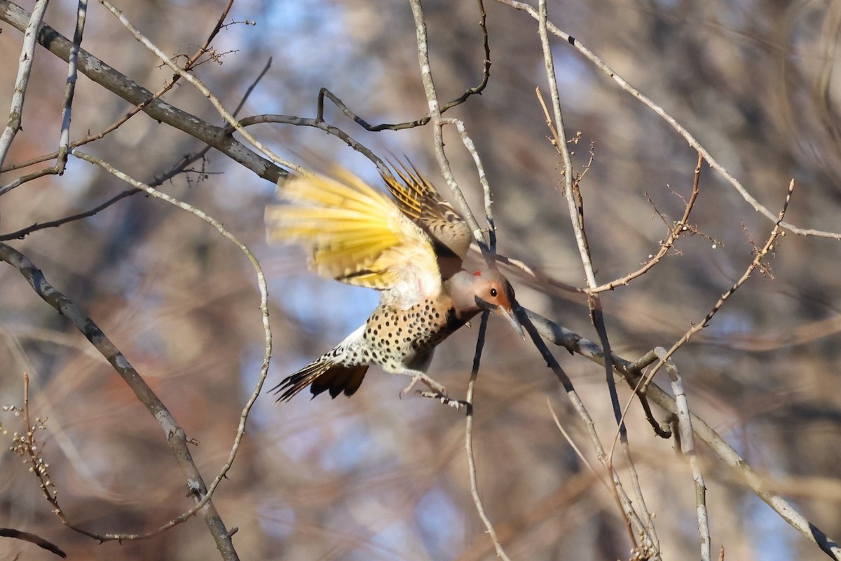 Northern Flicker - ML399164331