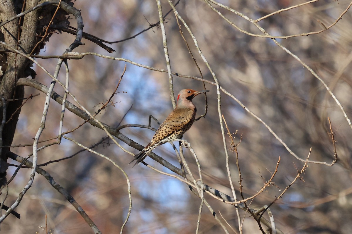 Northern Flicker - ML399164341