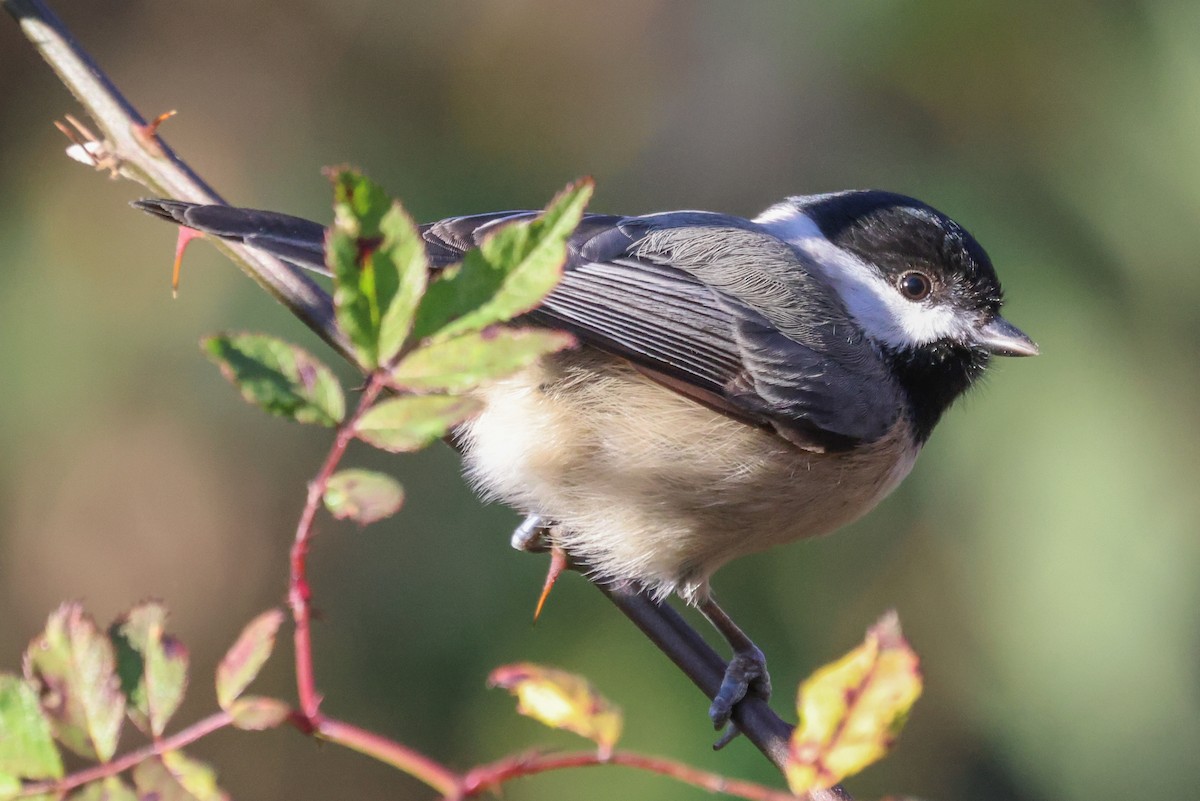 Carolina Chickadee - ML399164361