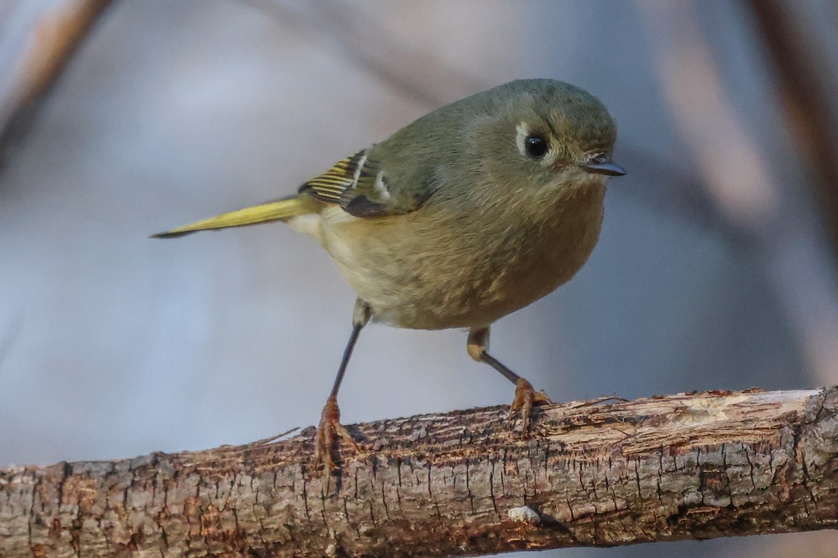Ruby-crowned Kinglet - ML399164411