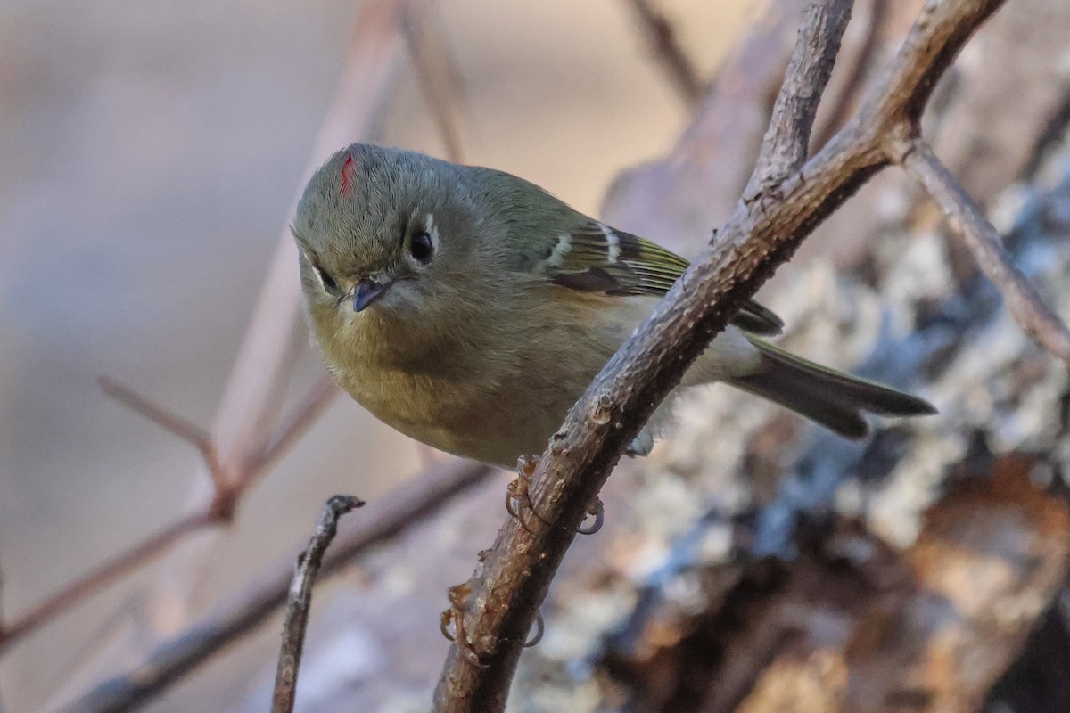 Ruby-crowned Kinglet - ML399164421
