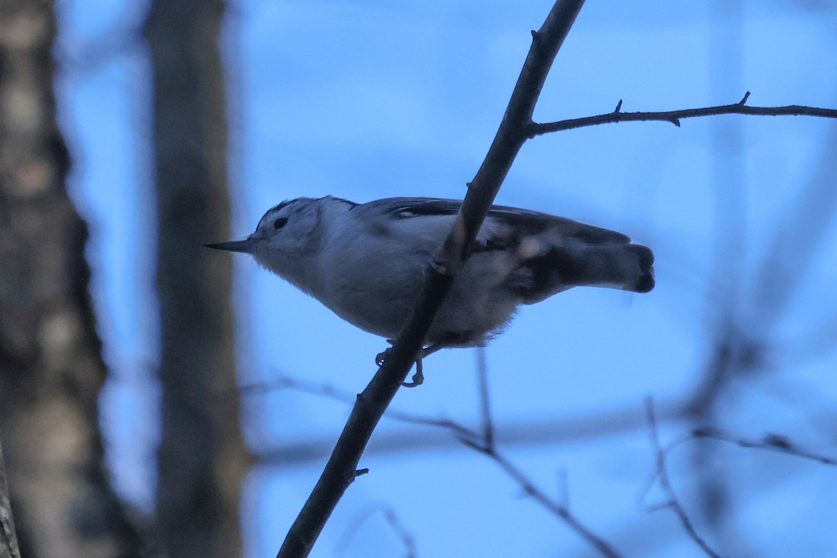 White-breasted Nuthatch - ML399164451