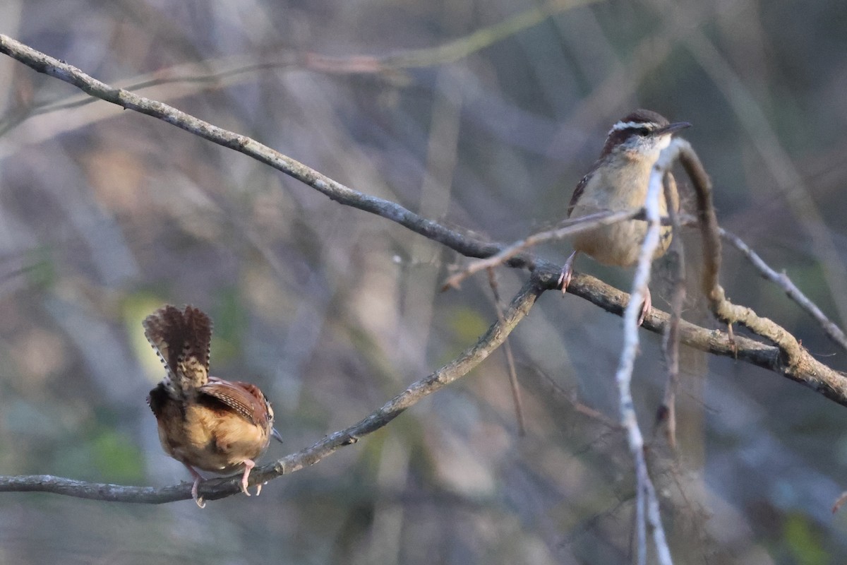 Carolina Wren - ML399164631