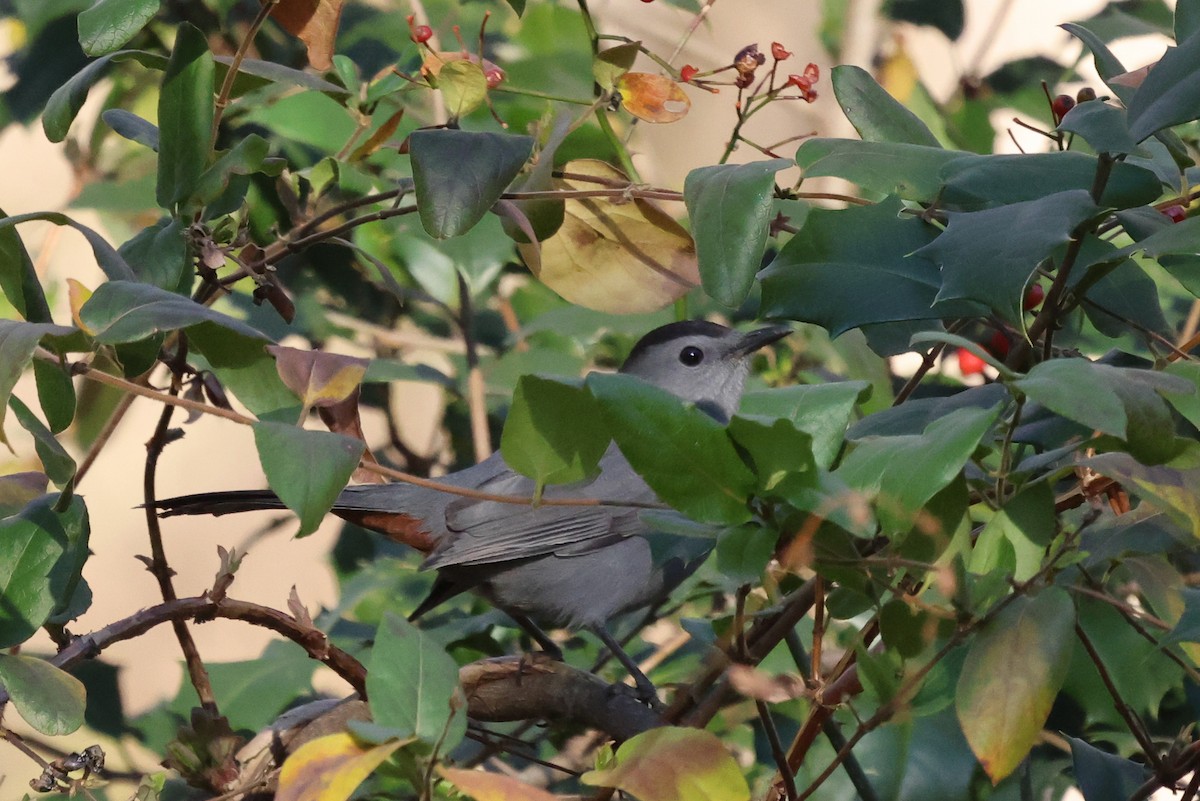 Gray Catbird - ML399164641