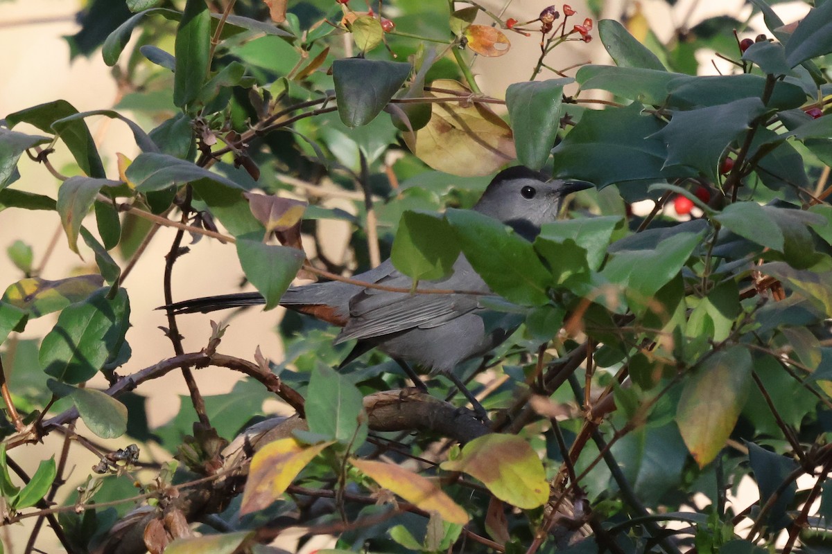 Gray Catbird - ML399164671