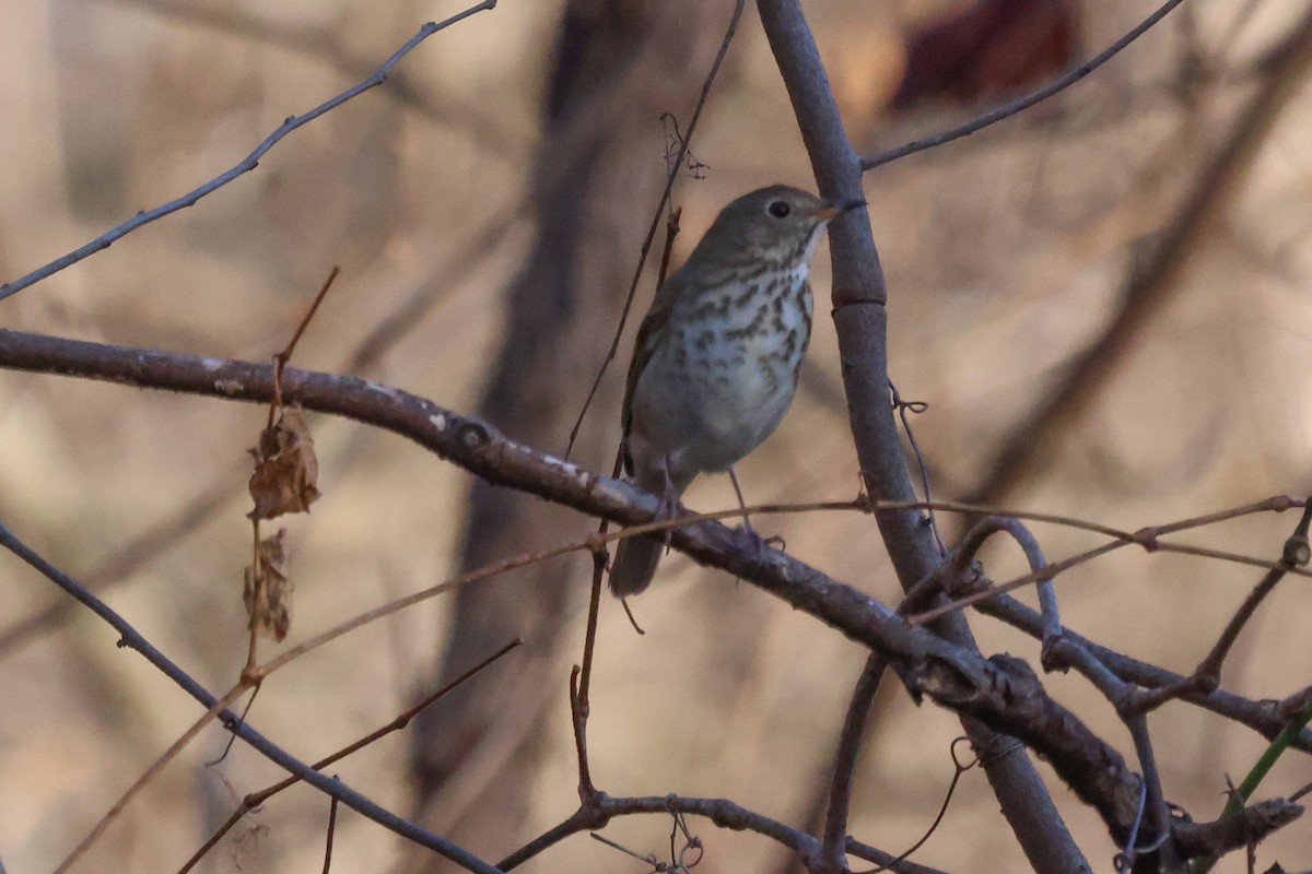 Hermit Thrush - ML399164681