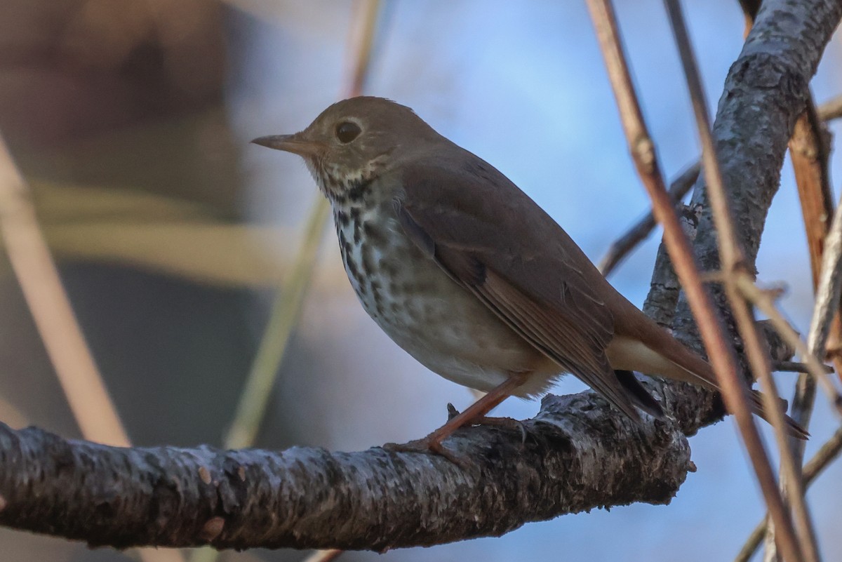 Hermit Thrush - ML399164691