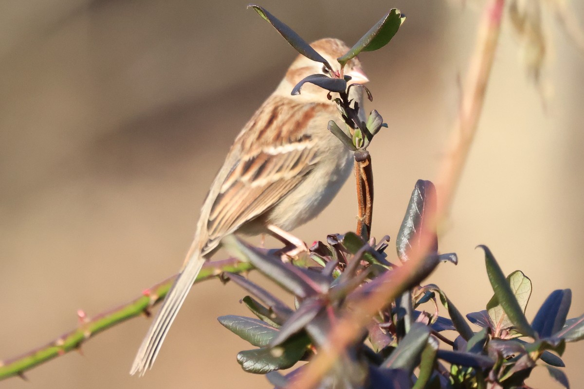 Field Sparrow - ML399164731