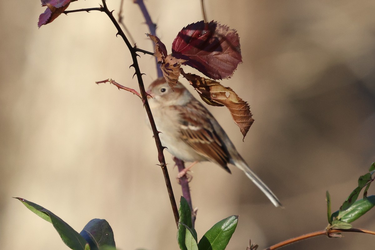 Field Sparrow - ML399164741