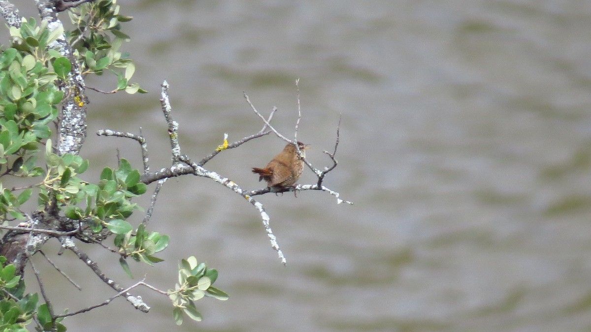 Eurasian Wren - Diane Thériault