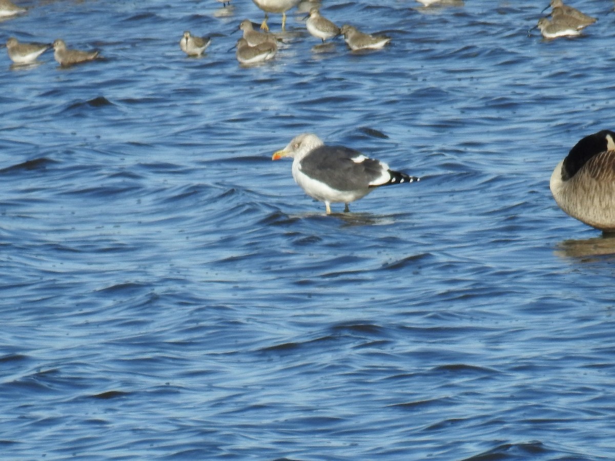 Gaviota Sombría - ML399166021