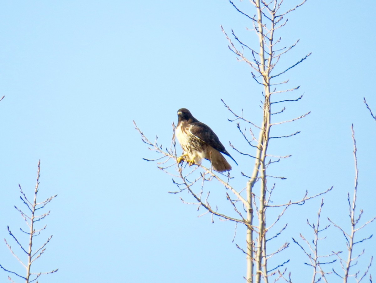 Red-tailed Hawk - ML39916651