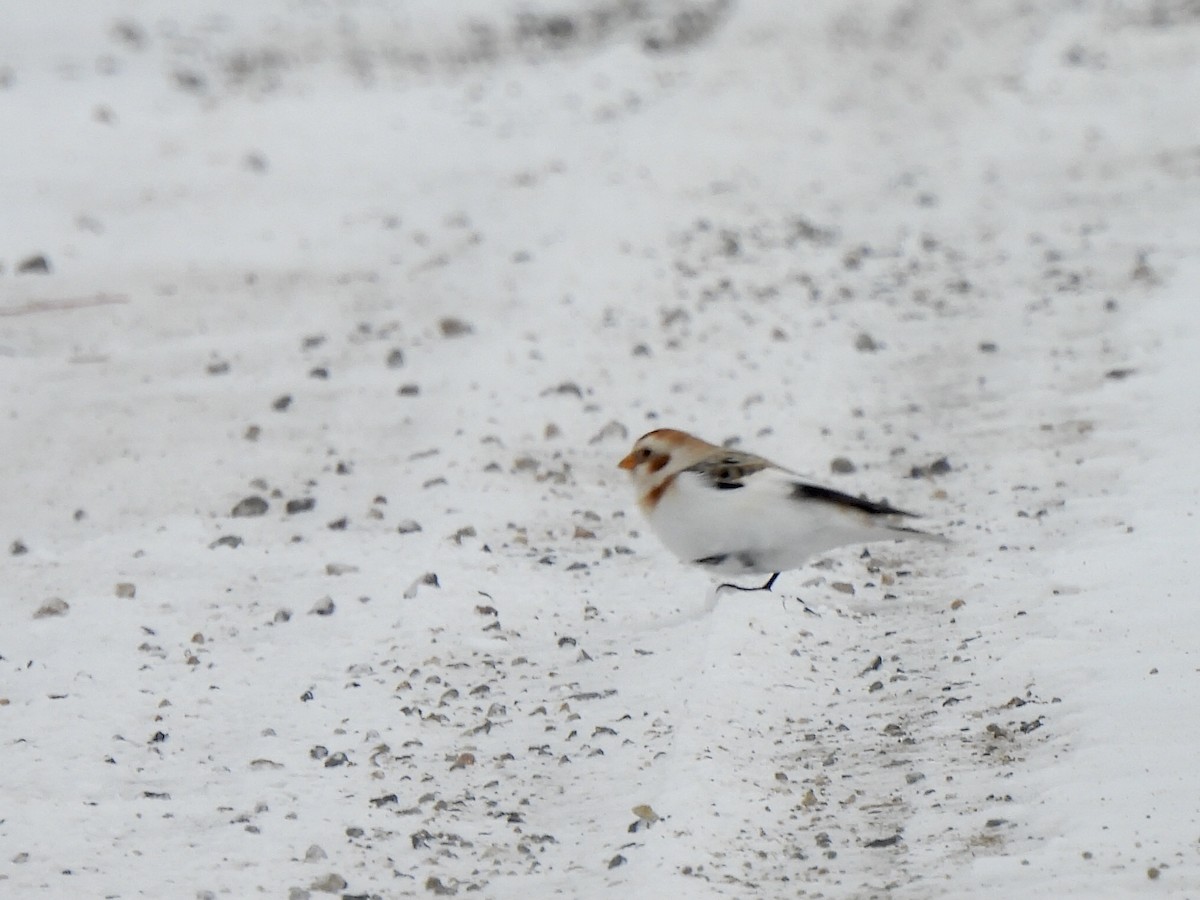 Snow Bunting - ML399166931