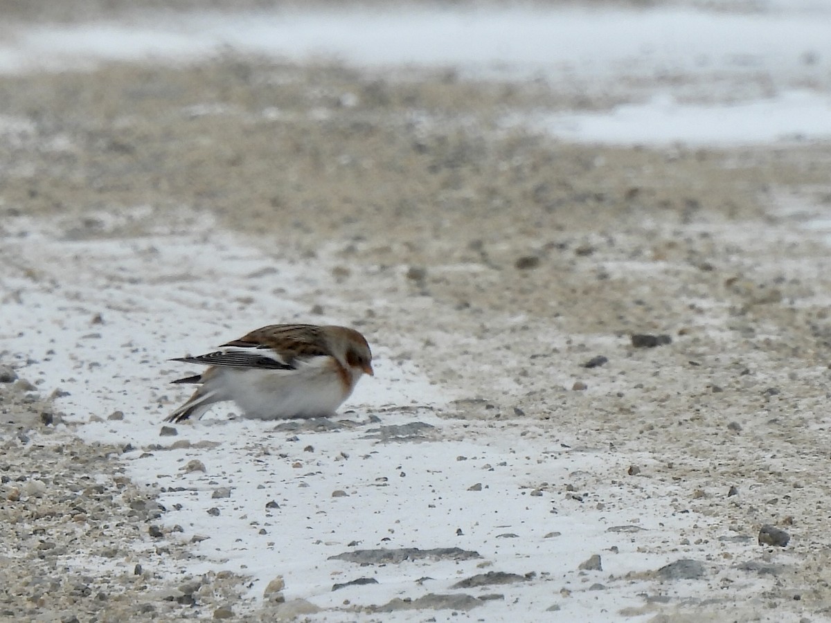 Snow Bunting - ML399166951