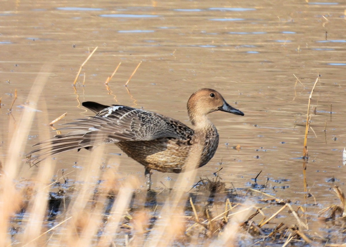 Northern Pintail - Jack OConnell