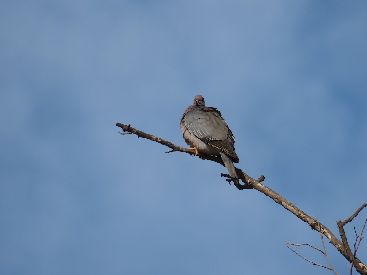 Band-tailed Pigeon - ML399168401