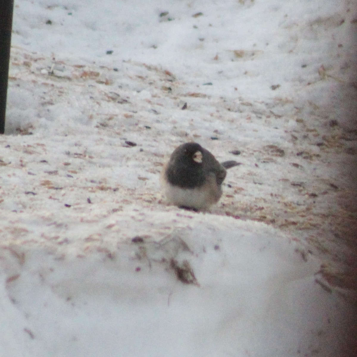 Dark-eyed Junco (Oregon) - ML399168441