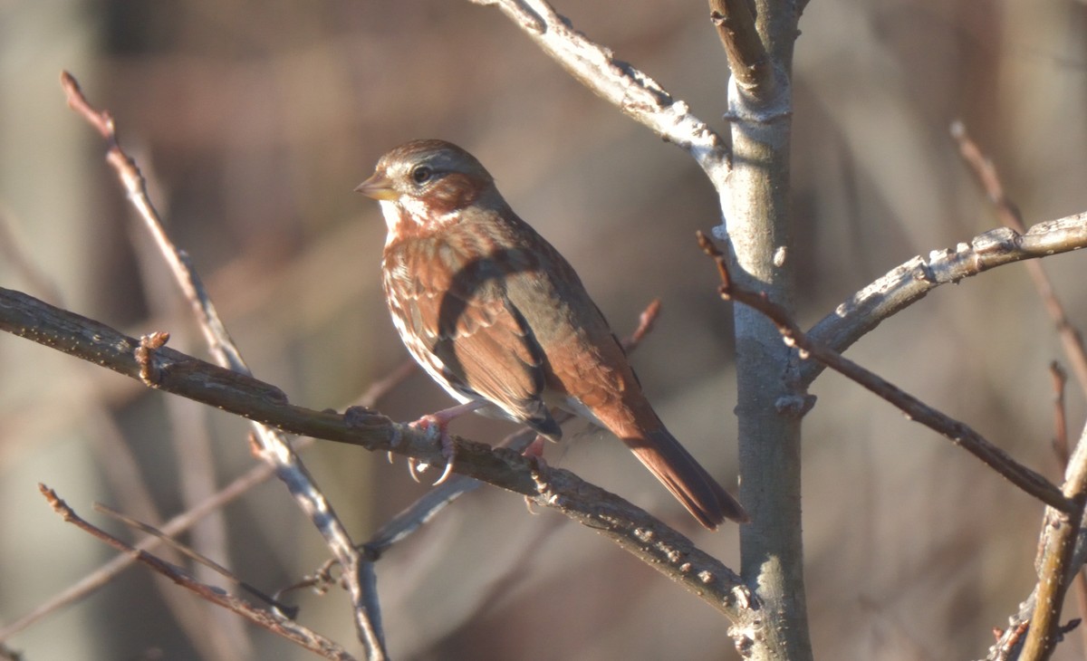 Fox Sparrow - ML399169781