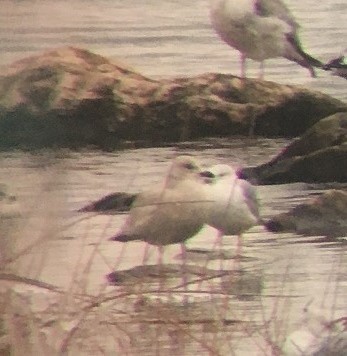 Gaviota Groenlandesa - ML399174641