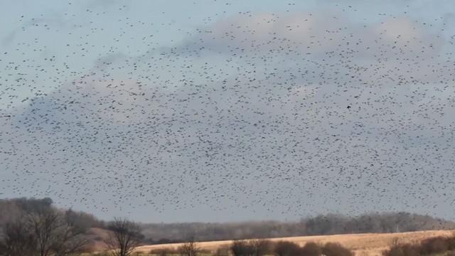 European Starling - ML399176381