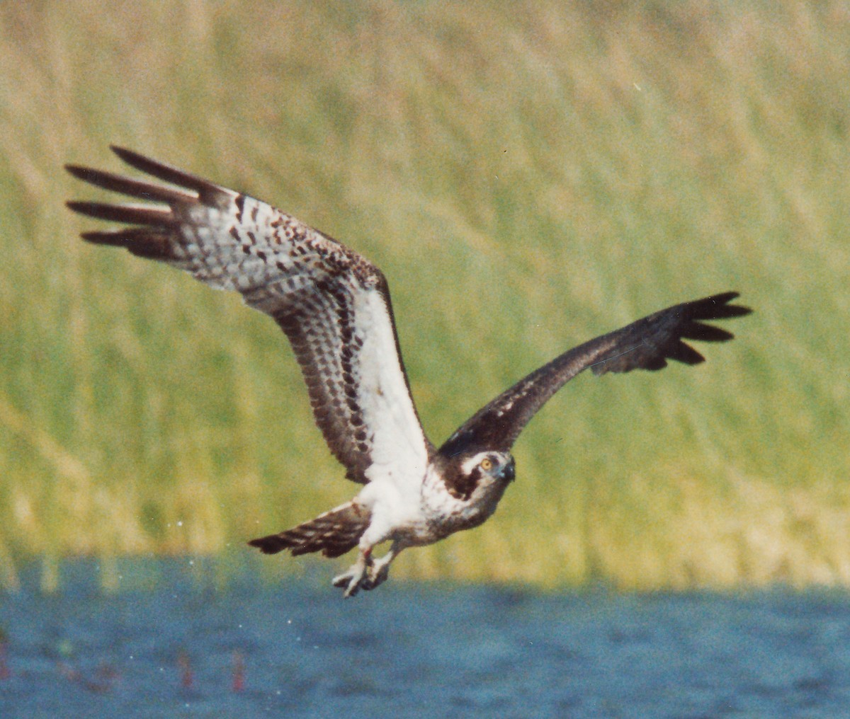 Osprey - Richard Maarschall