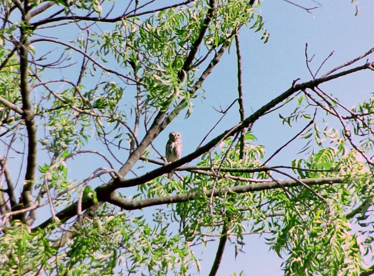 Pearl-spotted Owlet - ML399179011