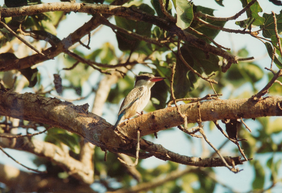 Striped Kingfisher - Richard Maarschall