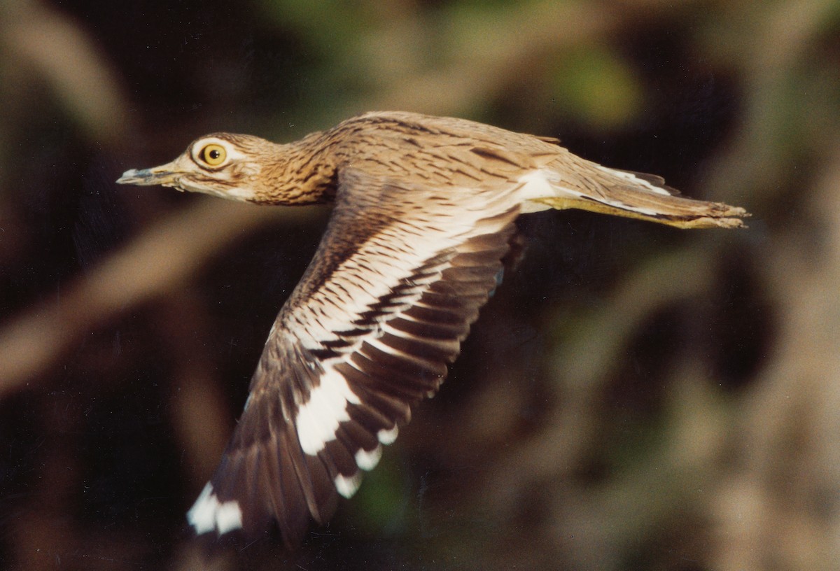 Senegal Thick-knee - Richard Maarschall