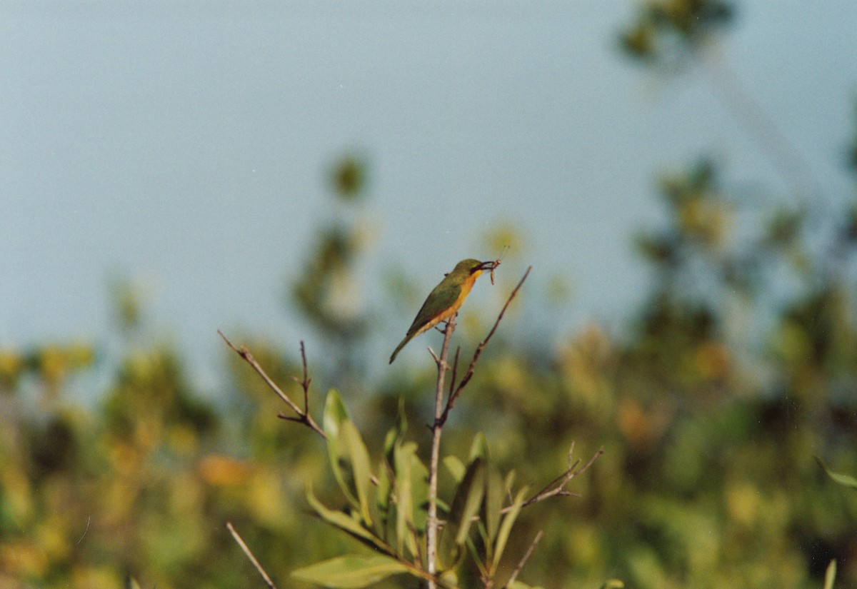 Little Bee-eater - Richard Maarschall