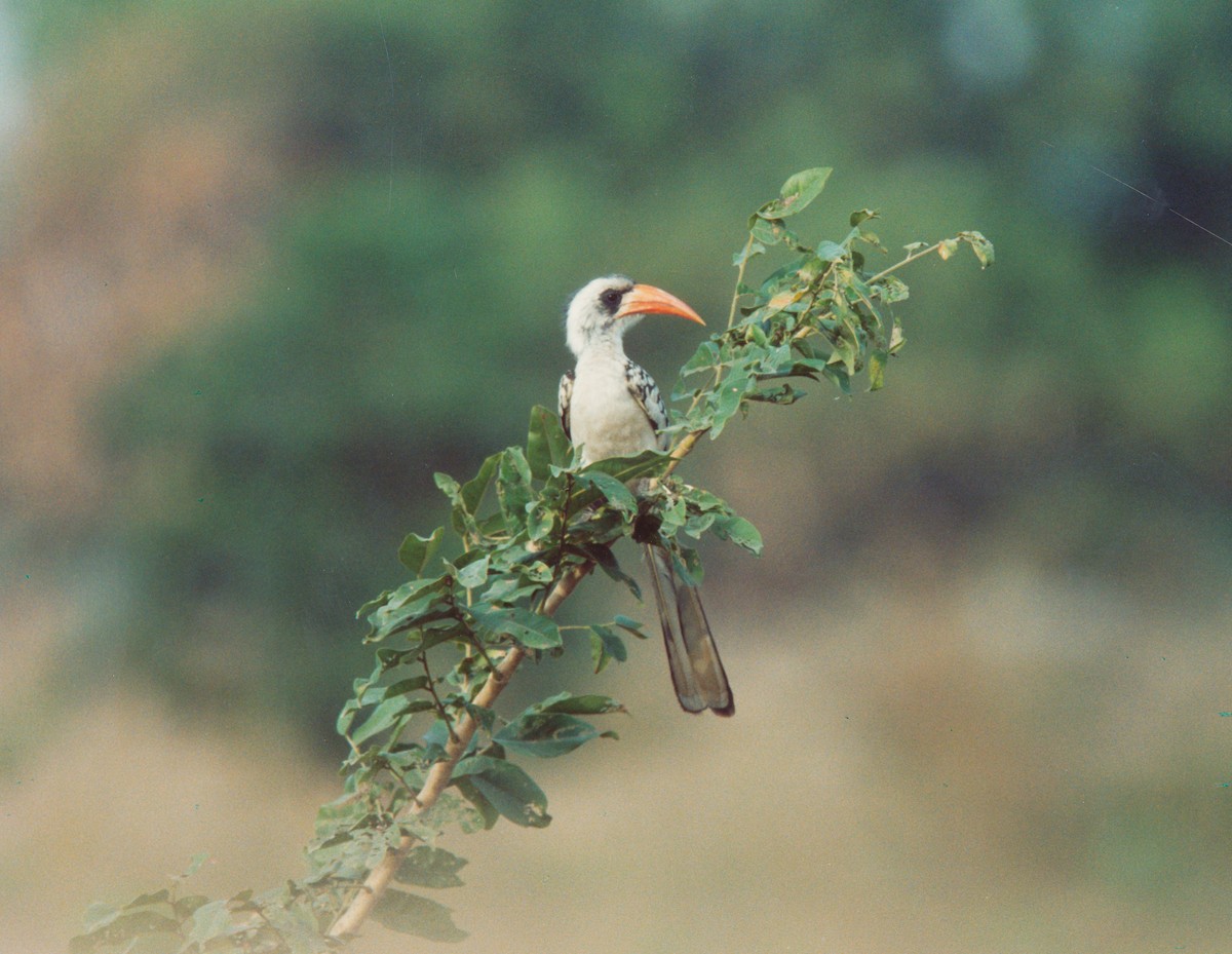 Western Red-billed Hornbill - ML399179481