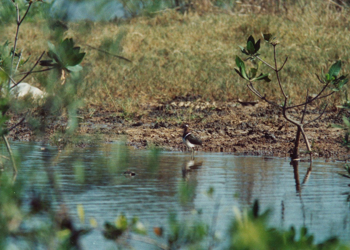 Greater Painted-Snipe - ML399179521