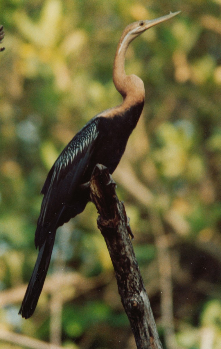 African Darter - Richard Maarschall