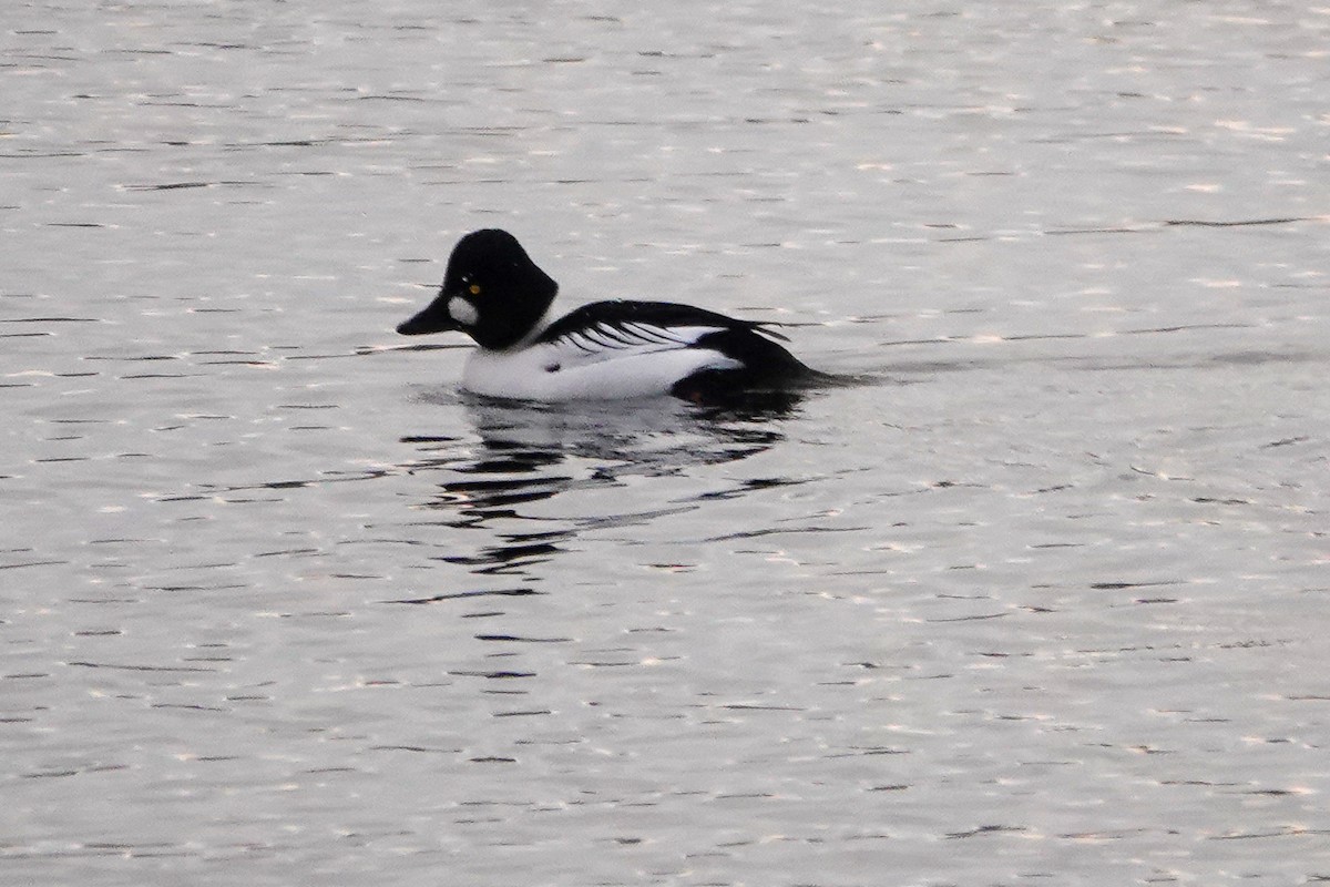 Common Goldeneye - ML399179721