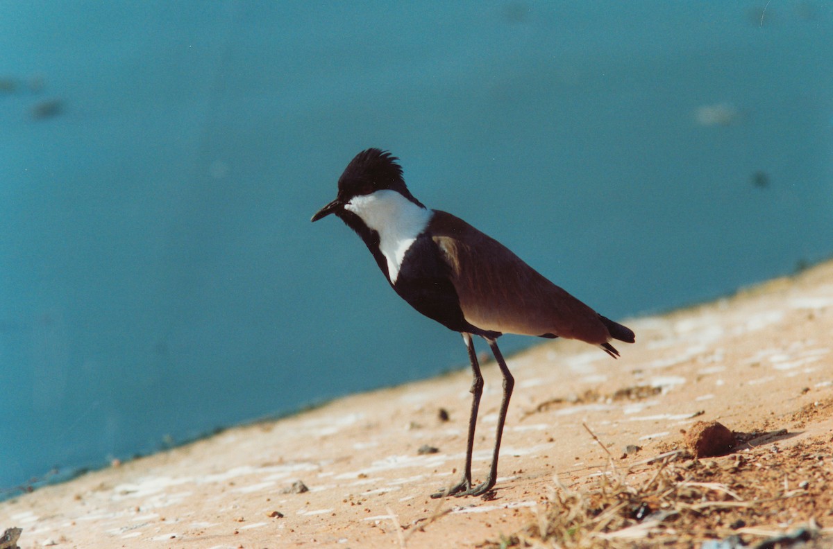 Spur-winged Lapwing - Richard Maarschall