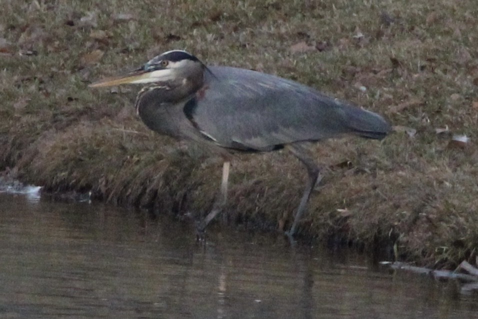 Garza Azulada - ML399180711