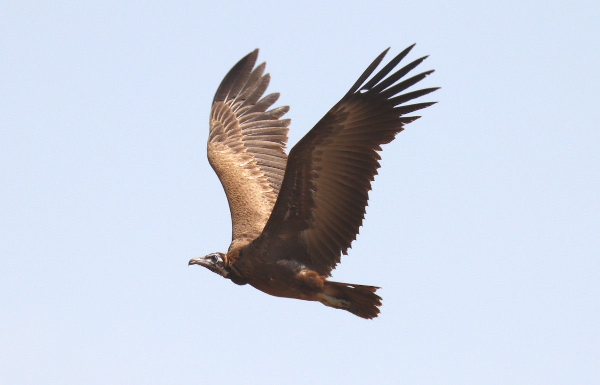 Hooded Vulture - ML399180731