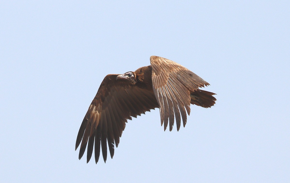 Hooded Vulture - ML399180741