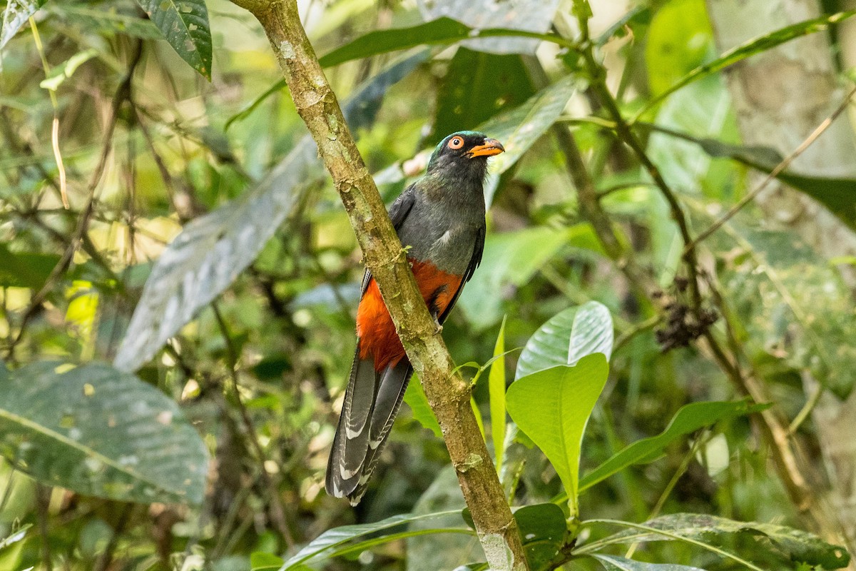 Slaty-tailed Trogon - ML399182781