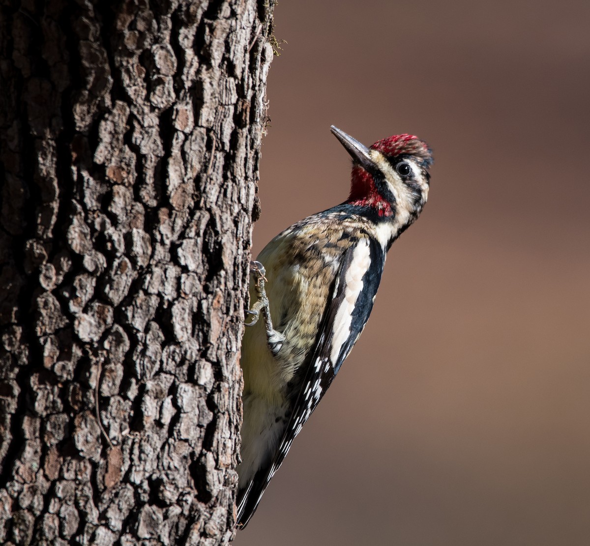 Yellow-bellied Sapsucker - ML399185601