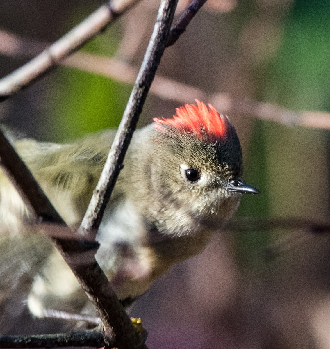 Ruby-crowned Kinglet - ML399185821