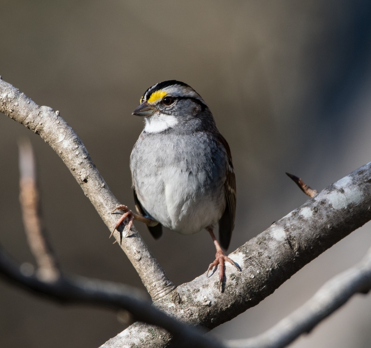 White-throated Sparrow - ML399186331