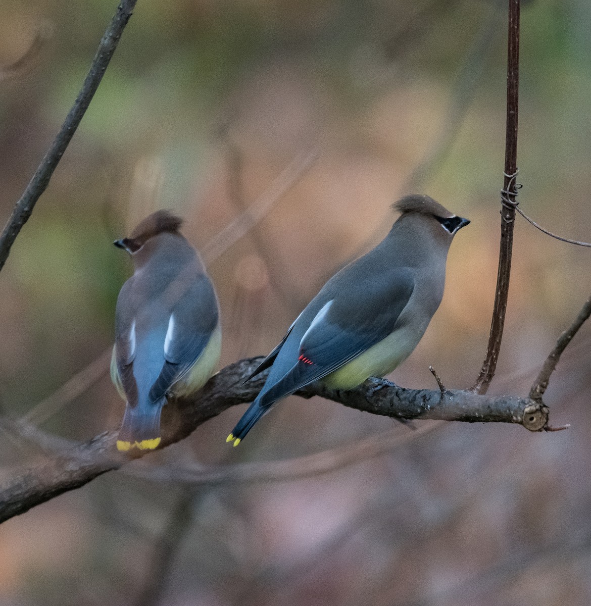 Cedar Waxwing - ML399186531