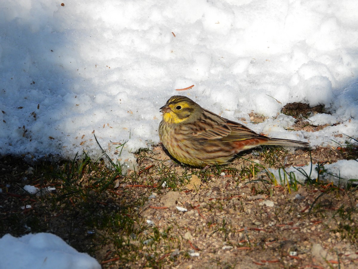 Yellowhammer - ML399186751