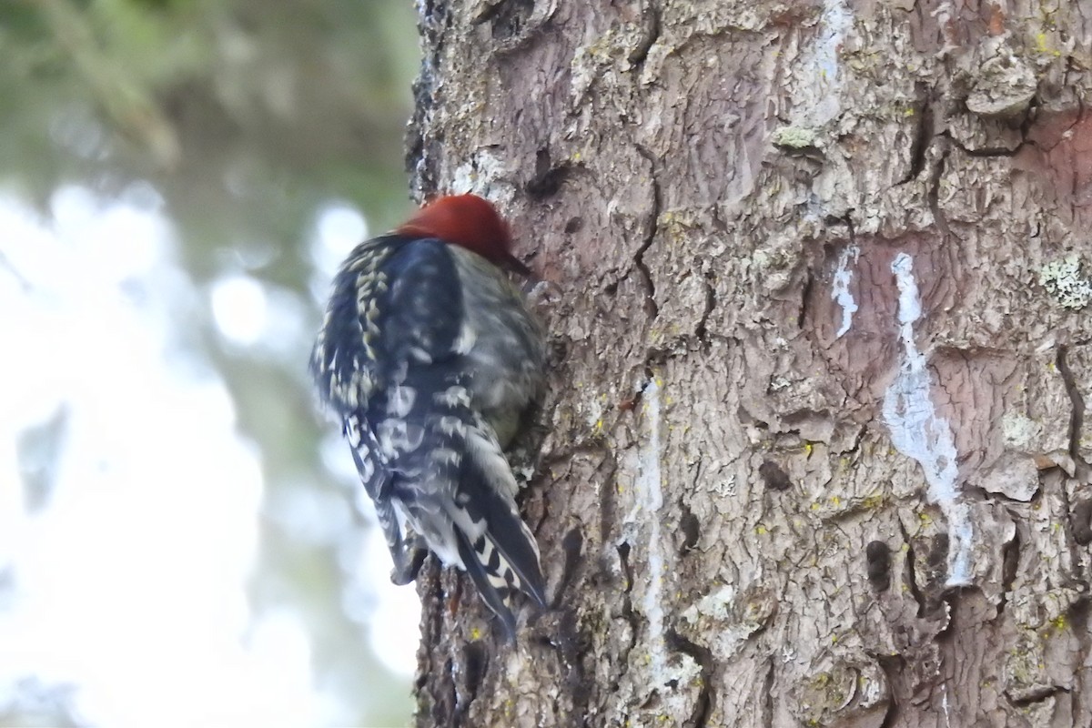 Red-breasted Sapsucker - ML399186791