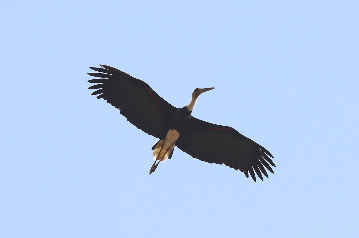 African Woolly-necked Stork - ML399186851
