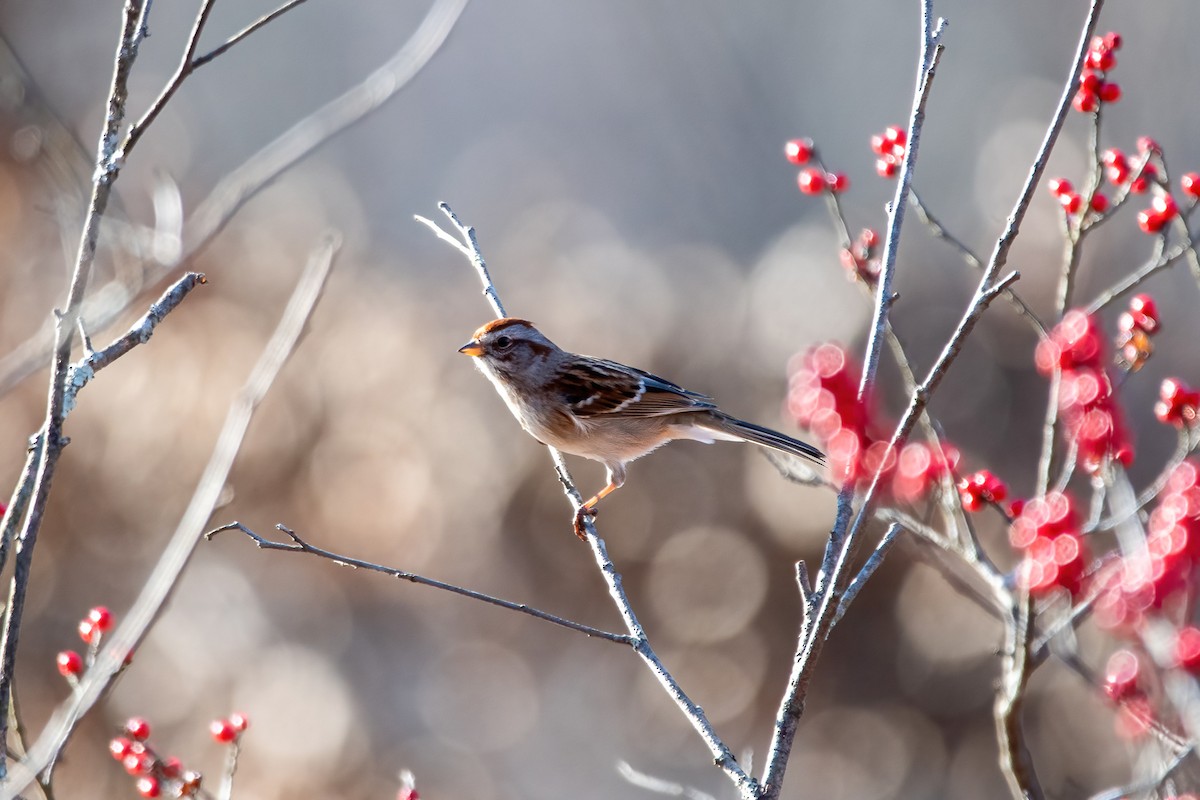 American Tree Sparrow - ML399188201