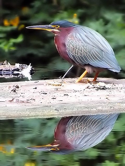 Green Heron - ML39918911