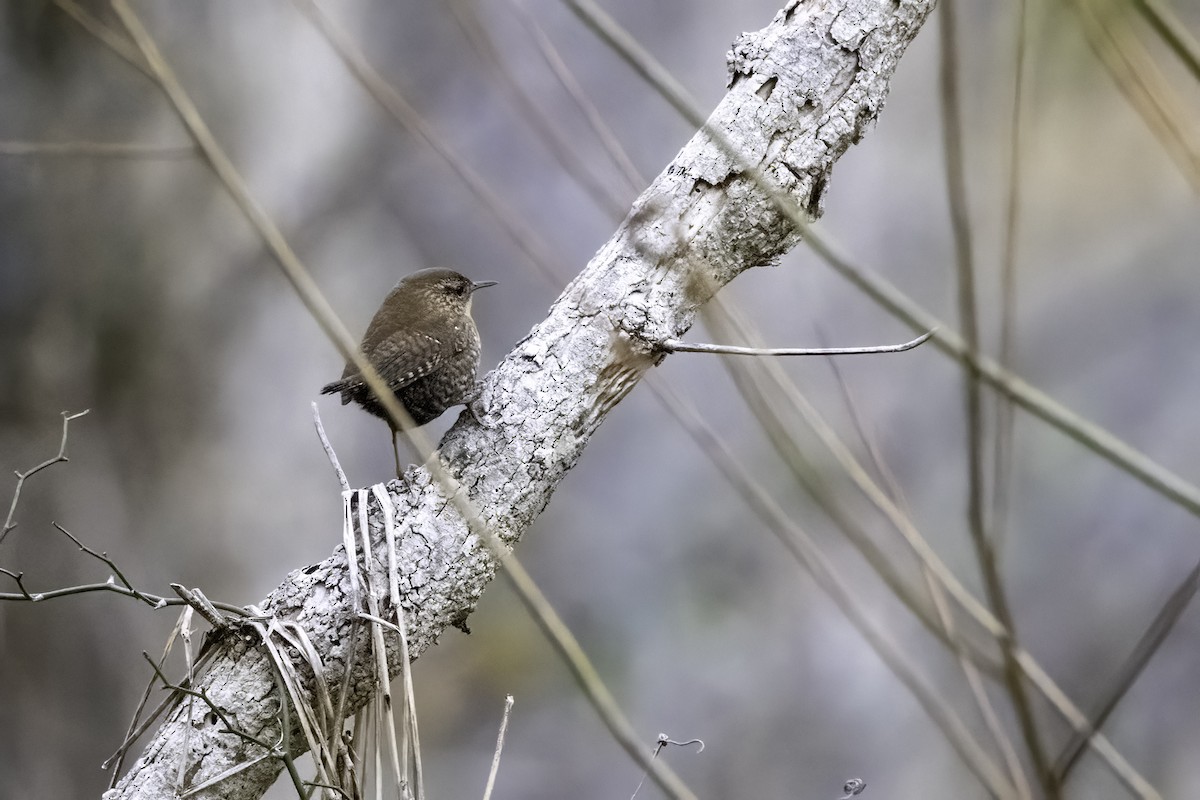 Winter Wren - ML399189211